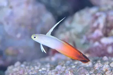 Imagem do Goby Firefish